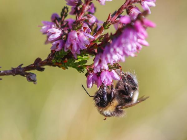 Wildbienen der Schweiz Kryptarum-Erdhummel - Bombus cryptarum