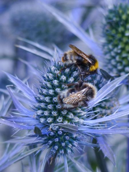 Wildbienen der Schweiz Wald-Kuckuckshummel - Bombus sylvestris