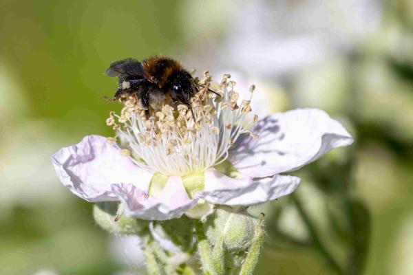 Wildbienen der Schweiz Baumhummel - Bombus hypnorum