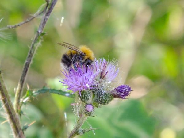 Wildbienen der Schweiz Baumhummel - Bombus hypnorum