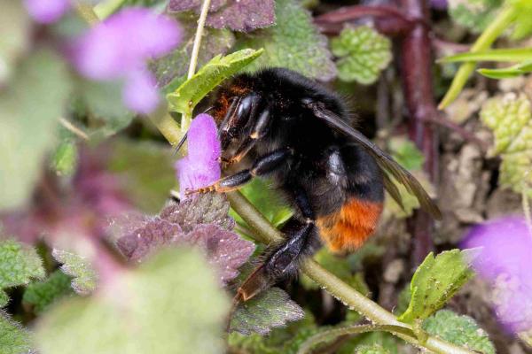 Wildbienen der Schweiz Steinhummel - Bombus lapidarius