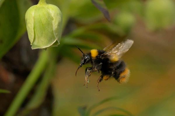 Wildbienen der Schweiz Wiesenhummel - Bombus pratorum