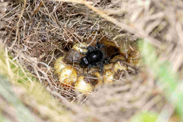 Wildbienen der Schweiz Grashummel - Bombus ruderarius