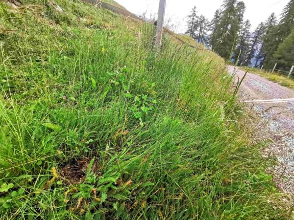 Wildbienen der Schweiz Grashummel - Bombus ruderarius