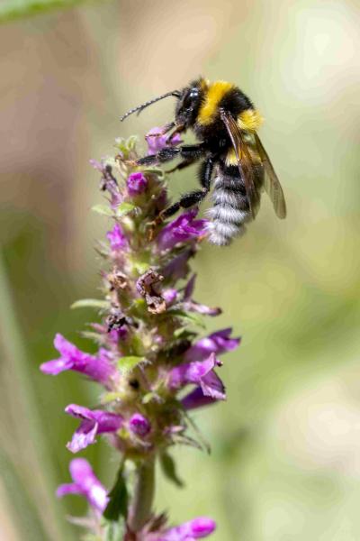 Wildbienen der Schweiz Feldhummel - Bombus ruderatus