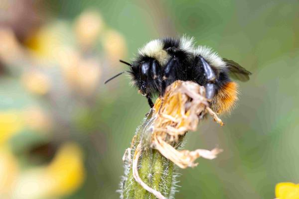 Wildbienen der Schweiz Höhenhummel - Bombus sichelii