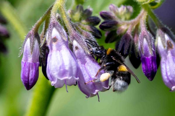 Wildbienen der Schweiz Dunkle Erdhummel - Bombus terrestris