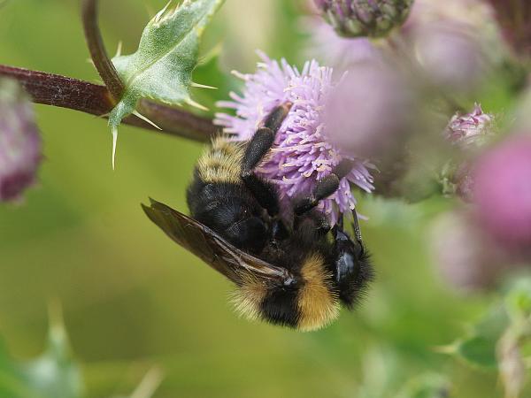 Wildbienen der Schweiz Feld-Kuckuckshummel - Bombus campestris