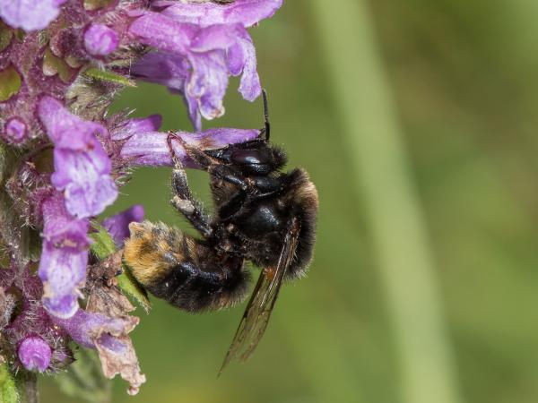 Wildbienen der Schweiz Samthummel - Bombus confusus