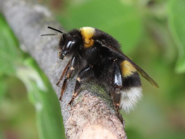 Wildbienen der Schweiz Kryptarum-Erdhummel - Bombus cryptarum