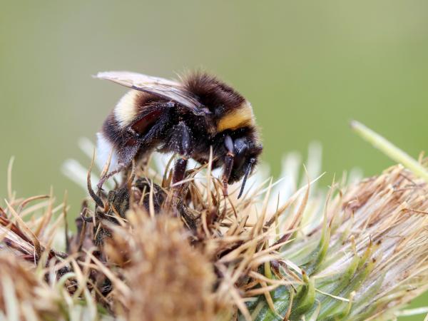Wildbienen der Schweiz Kryptarum-Erdhummel - Bombus cryptarum