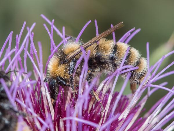 Wildbienen der Schweiz Deichhummel - Bombus distinguendus
