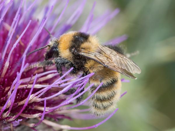 Wildbienen der Schweiz Deichhummel - Bombus distinguendus