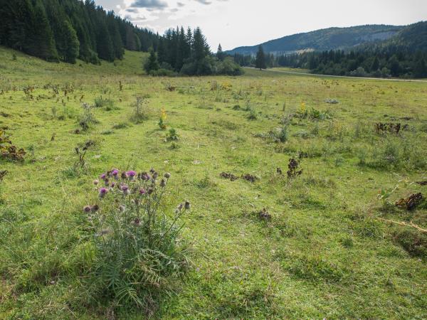 Wildbienen der Schweiz Deichhummel - Bombus distinguendus