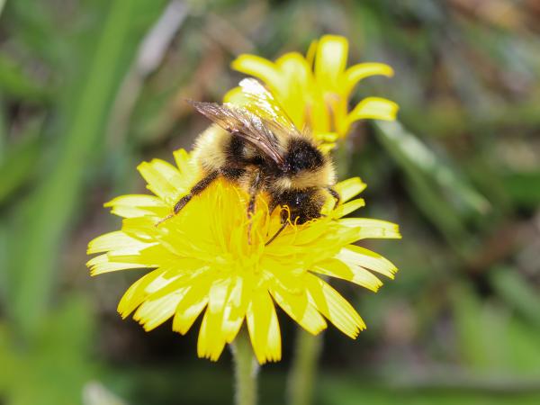 Wildbienen der Schweiz Gelbliche Kuckuckshummel - Bombus flavidus