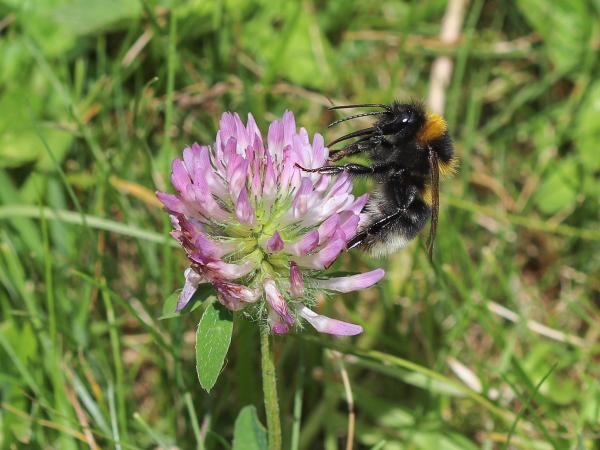 Les abeilles sauvages de Suisse Bourdon des jardins - Bombus hortorum