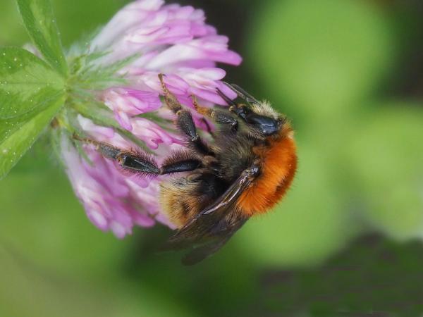 Les abeilles sauvages de Suisse Bourdon variable - Bombus humilis
