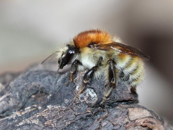 Les abeilles sauvages de Suisse Bourdon variable - Bombus humilis