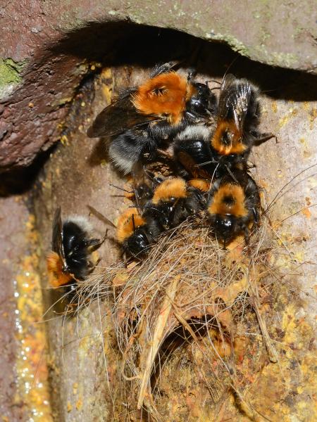 Wildbienen der Schweiz Baumhummel - Bombus hypnorum