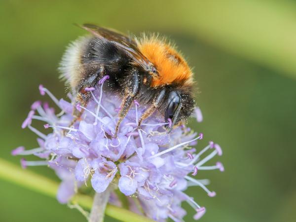 Wildbienen der Schweiz Baumhummel - Bombus hypnorum