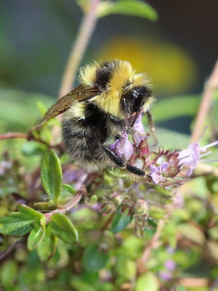 Wildbienen der Schweiz Heidehummel - Bombus jonellus