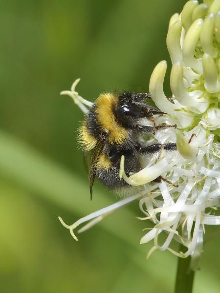Wildbienen der Schweiz Heidehummel - Bombus jonellus