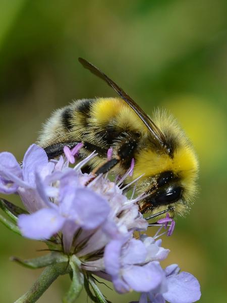 Wildbienen der Schweiz Helle Erdhummel - Bombus lucorum