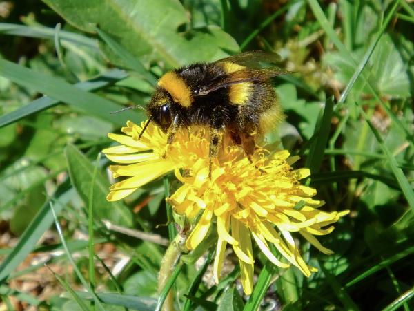 Wildbienen der Schweiz Helle Erdhummel - Bombus lucorum
