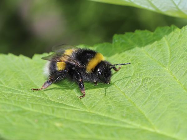 Wildbienen der Schweiz Helle Erdhummel - Bombus lucorum