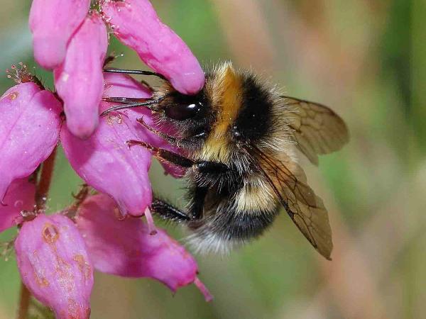Wildbienen der Schweiz Grosse Erdhummel - Bombus magnus