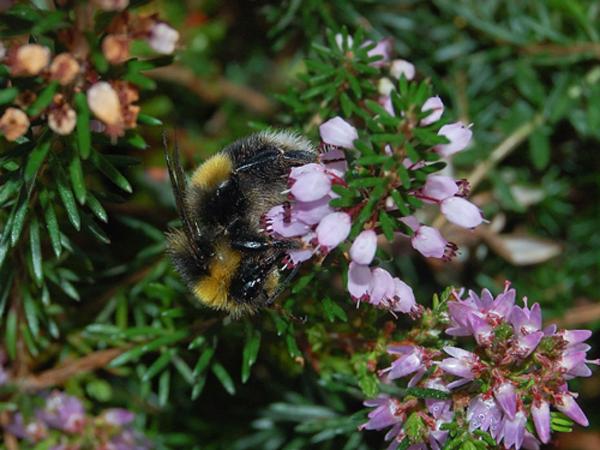 Wildbienen der Schweiz Grosse Erdhummel - Bombus magnus