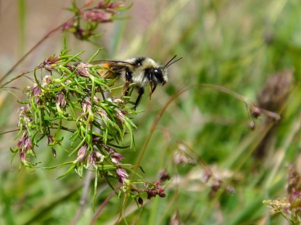 Wildbienen der Schweiz Trughummel - Bombus mendax