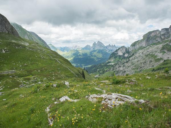Wildbienen der Schweiz Trughummel - Bombus mendax