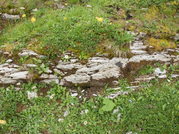 Wildbienen der Schweiz Trughummel - Bombus mendax