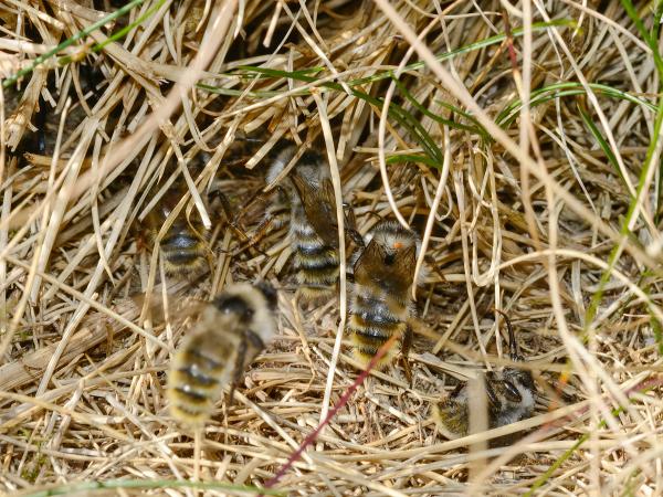 Wildbienen der Schweiz Berghummel - Bombus mesomelas