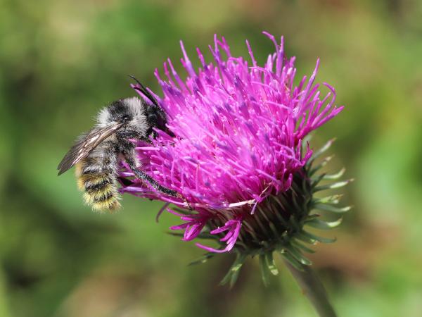 Wildbienen der Schweiz Berghummel - Bombus mesomelas