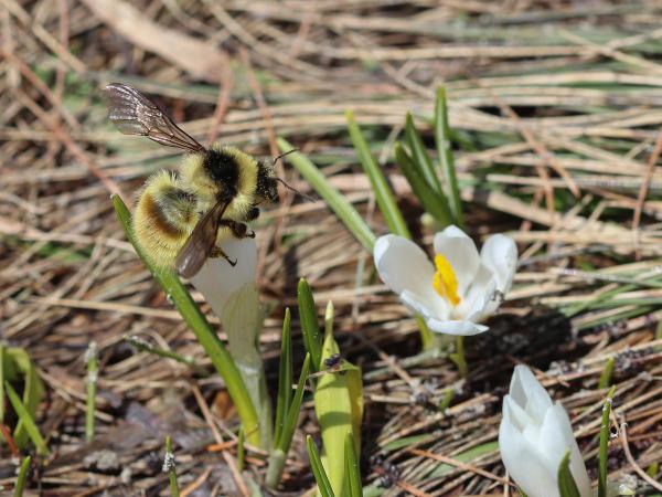 Wildbienen der Schweiz Berghummel - Bombus mesomelas