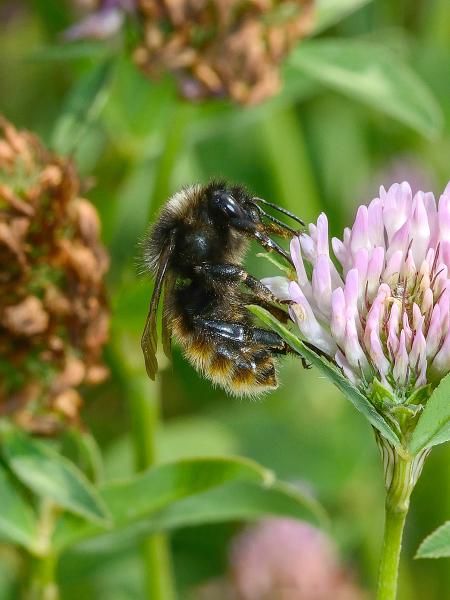 Les abeilles sauvages de Suisse Bourdon des fruits - Bombus pomorum