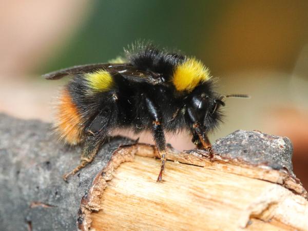 Wildbienen der Schweiz Wiesenhummel - Bombus pratorum