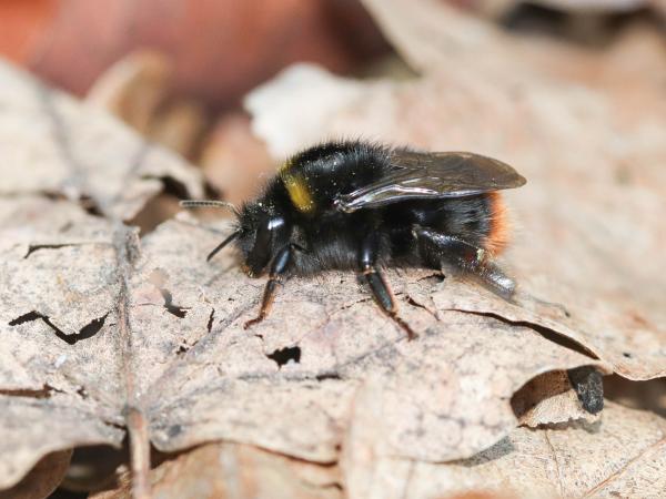 Wildbienen der Schweiz Wiesenhummel - Bombus pratorum