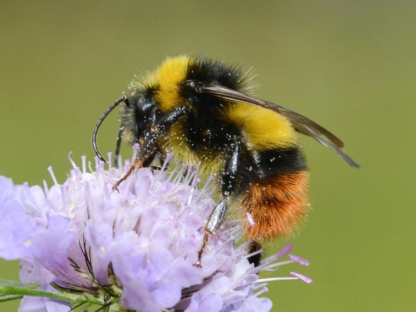 Wildbienen der Schweiz Wiesenhummel - Bombus pratorum
