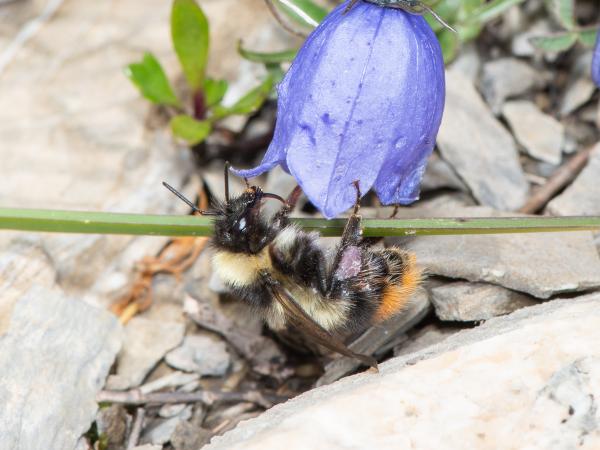 Wildbienen der Schweiz Pyrenäenhummel - Bombus pyrenaeus