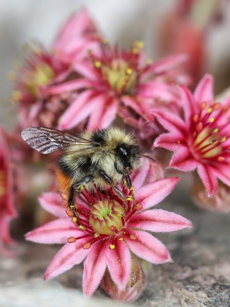 Wildbienen der Schweiz Pyrenäenhummel - Bombus pyrenaeus