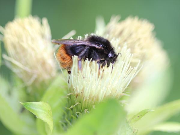 Wildbienen der Schweiz Vierfarbige Kuckuckshummel - Bombus quadricolor
