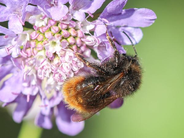 Wildbienen der Schweiz Vierfarbige Kuckuckshummel - Bombus quadricolor
