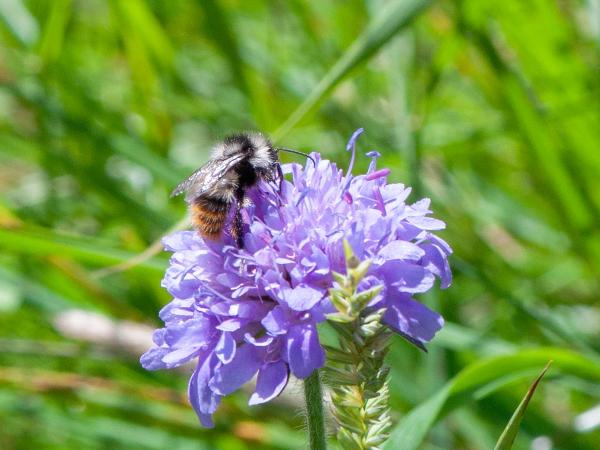 Wildbienen der Schweiz Grashummel - Bombus ruderarius