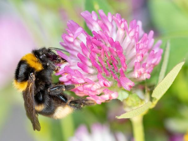Wildbienen der Schweiz Feldhummel - Bombus ruderatus