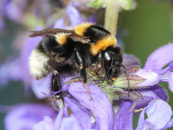 Wildbienen der Schweiz Feldhummel - Bombus ruderatus