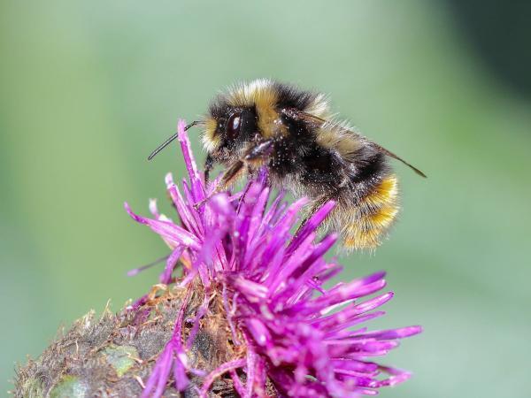 Wildbienen der Schweiz Höhenhummel - Bombus sichelii
