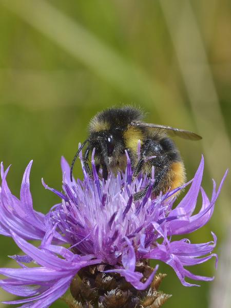 Wildbienen der Schweiz Glockenblumen-Hummel - Bombus soroeensis